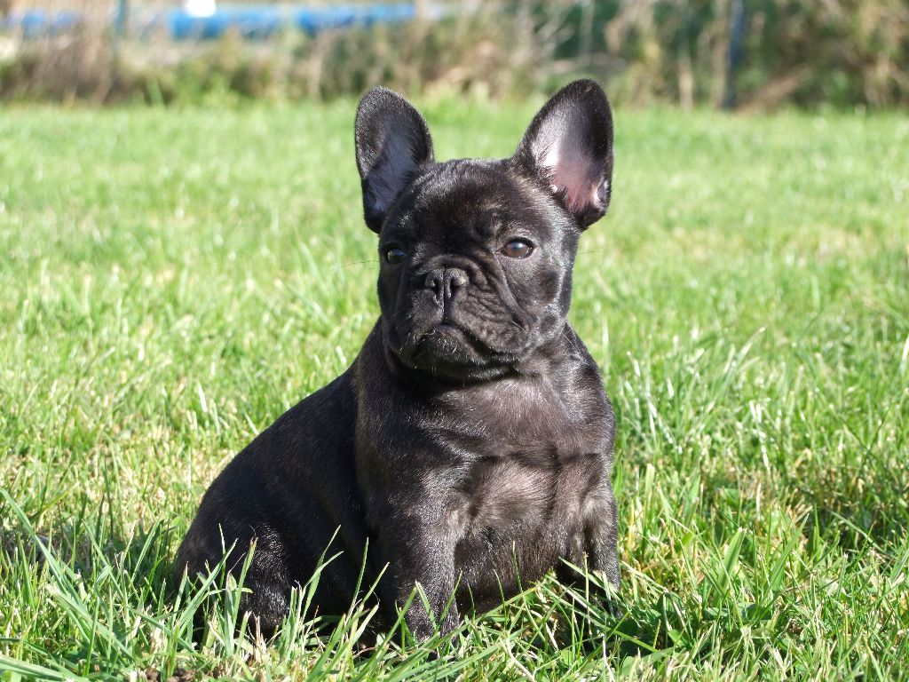 Nueve De La Fée Black Pearl